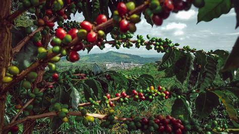  Eje Cafetero Music Festival: Celebrating the Soul of Colombian Coffee Culture Through Rhythmic Echoes